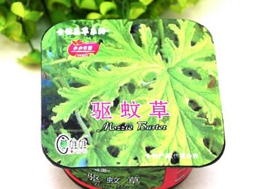 正版亲亲花园-驱蚊草